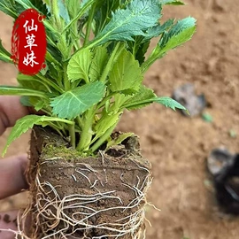 宿根花卉;一二年生花卉;灌木