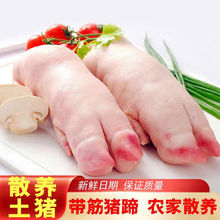 大号猪蹄带筋猪脚猪手猪爪家用猪蹄猪手新鲜冷冻猪肉工厂一件批发