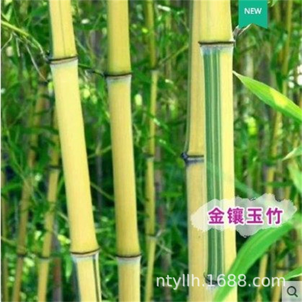 Фиолетовый бамбуковая рассада Бамбуковая рассада в горшке Зеленый бамбук Бамбуковая рассада Карлик Мосо Бамбук Золотой бамбук Сад Декоративный бамбук