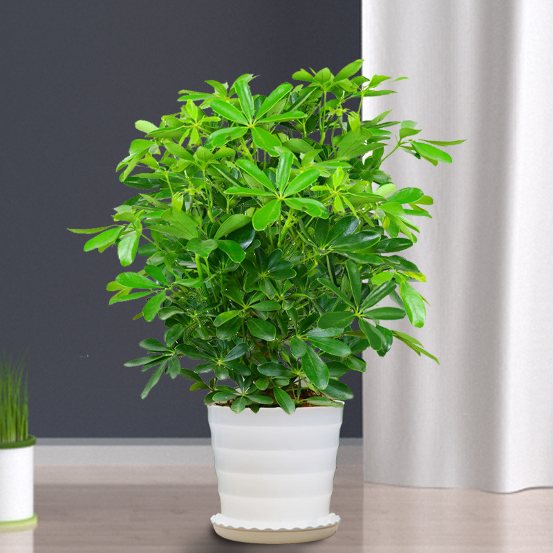 바팡라이카이 높이 40-50cm [흰색 실분지] + 비료