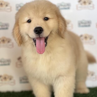 Ȯ���ë��Ȯ���N���w�������๷�����wС��ë���̌��ﹷ������Ȯ