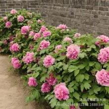 ���ĵ������ �����辰 �҃ȿ͏d�̨���ܾGֲ��õ����ș�ļ��_��