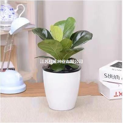 Oficina de sala de estar absorción de agua de hoja perenne planta ornamental de hoja