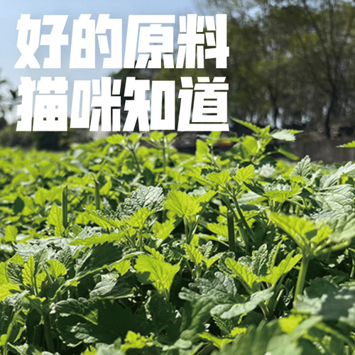 Parji snapping catnip cat toy simulated fish and wood polygonum tea stick to grind teeth and self-pleasure cat to relieve boredom