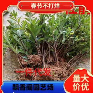 ë��С��ë���N�䱭�繤�̾G����ľ�ľ�ë�N����ͥԺ�����_��ֲ��