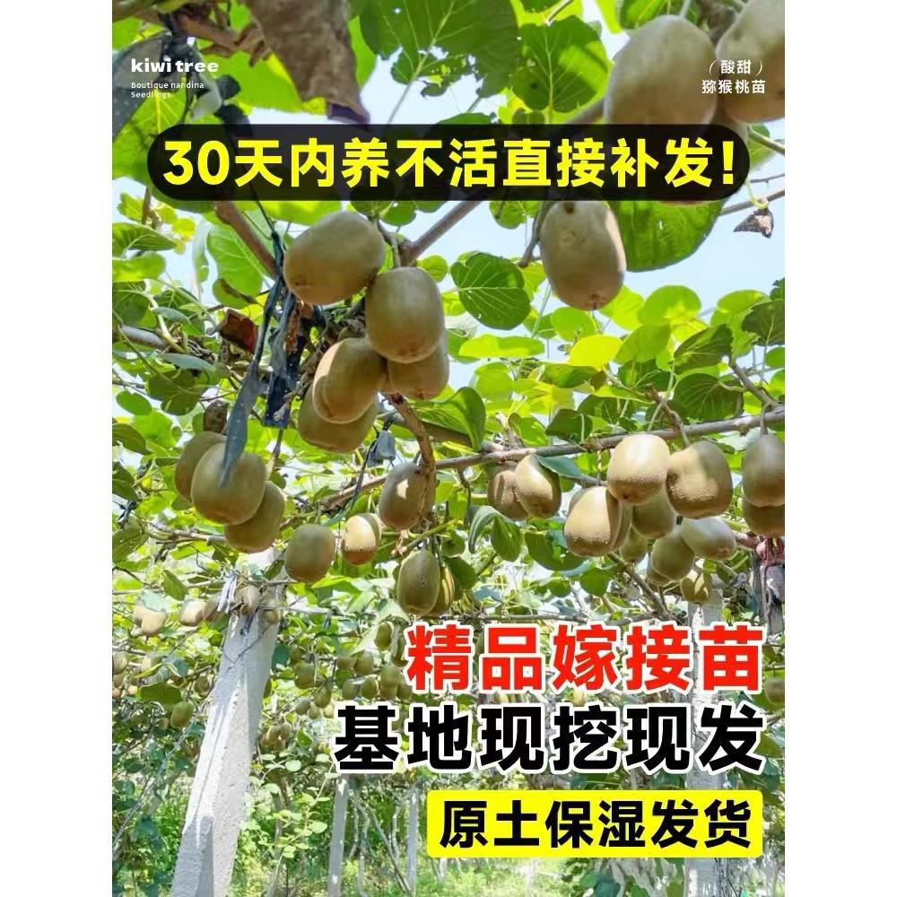 猕猴桃树果苗公母同株红心绿心黄心弥猴桃苗南方北方奇异果苗嫁接