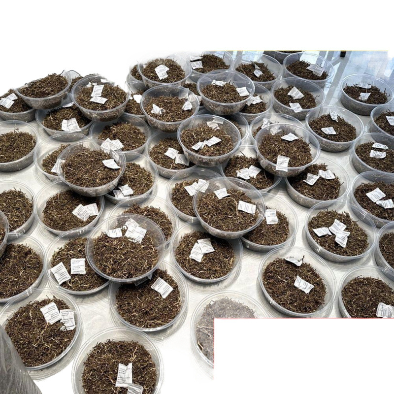 YC sin formaldehído cuenca desechable sin cubierta cuenca en forma de sandía caja de frutas para llevar picnic maceta de absorción