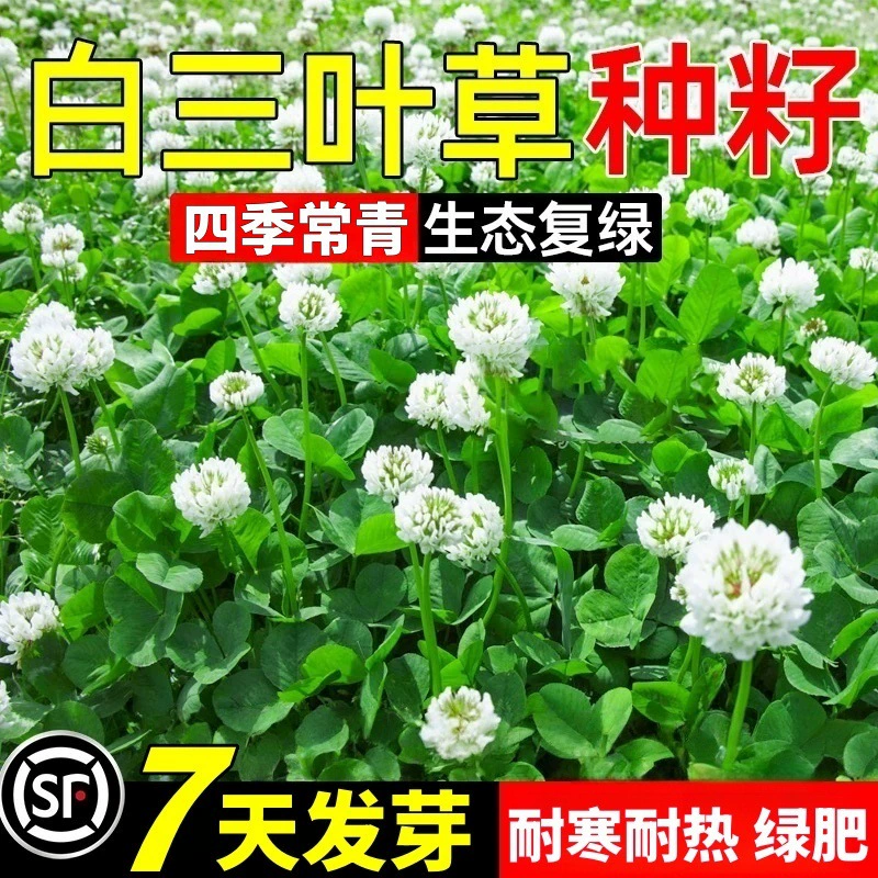 Семена клевера, семена белого клевера, семена красного клевера, вечнозеленая растительность на все времена года, семена зеленого удобрения для защиты склонов сада