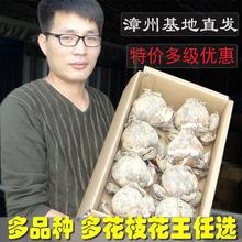 ����ˮ�ɻ��N�򶬼��҃�ˮ�໨�ܷN�Ӷ�Ʒ�N�ΰ��ذ�Ͱ��S���໨