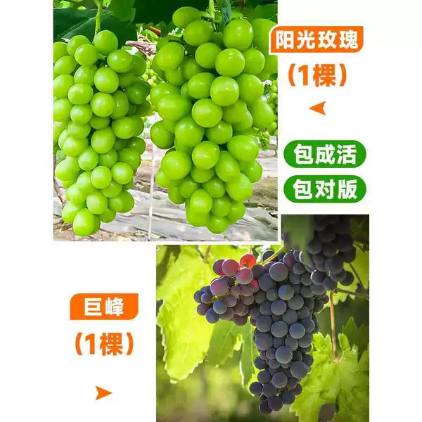 1 Jufeng tree + 1 Sunshine Rose tree 20-50cm (the harvest is full that year) + 80cm (inclusive) - 89cm (inclusive)