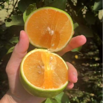 海南青皮冰糖橙10斤橙子当季新鲜水果整箱顺丰包邮现摘
