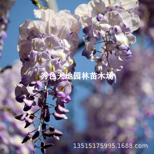 Courtyard Wisteria Saplings Climbing Vines Courtyard House Wall Plants Florals Blooming in All Seasons Vine Purple Wisteria