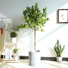柠檬树盆栽室内客厅大型绿植柠檬苗观果植物尤力克高杆香水