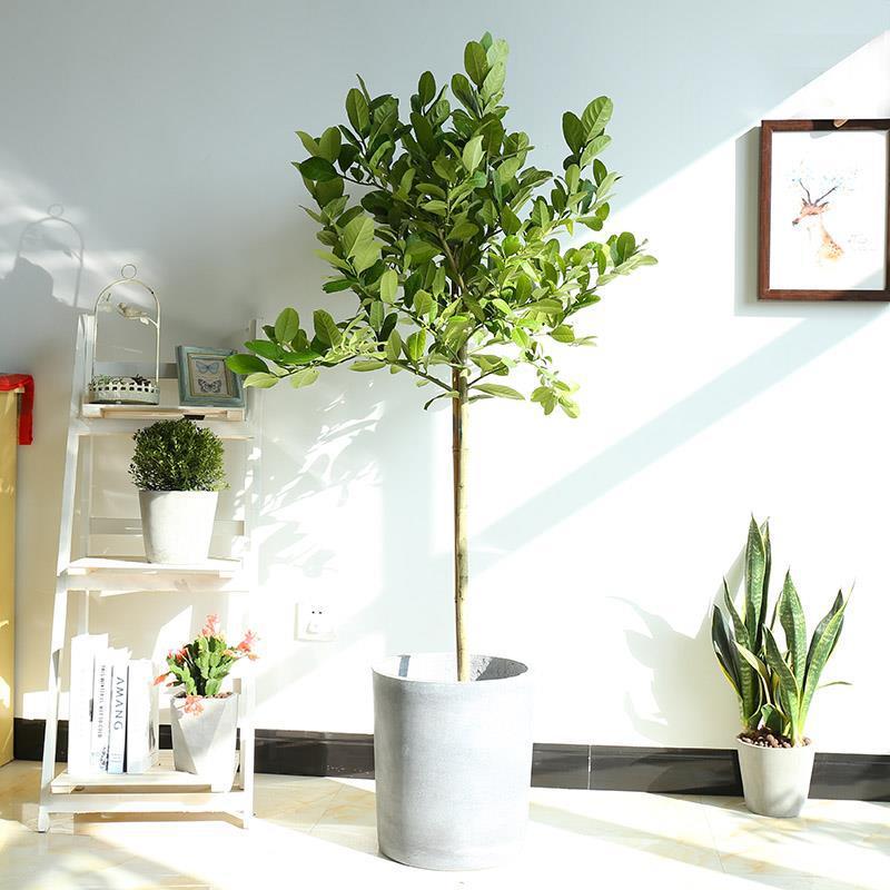 柠檬树盆栽室内客厅大型绿植柠檬苗观果植物尤力克高杆香水