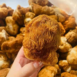 参类滋补品;灵芝;代用/养生茶