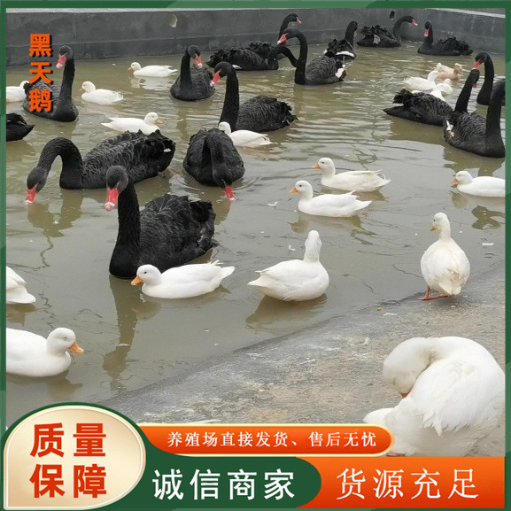 d3035bb6198e7163f6a49ee6717784