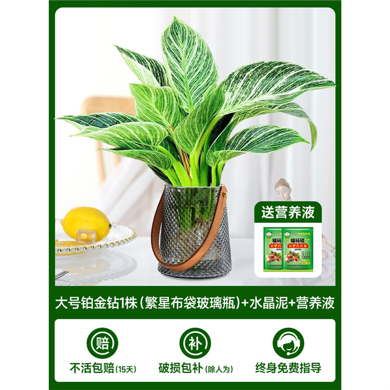 고급 대형 백금 다이아몬드(재백) 1개 + 크리스탈 머드 + 영양액 2개