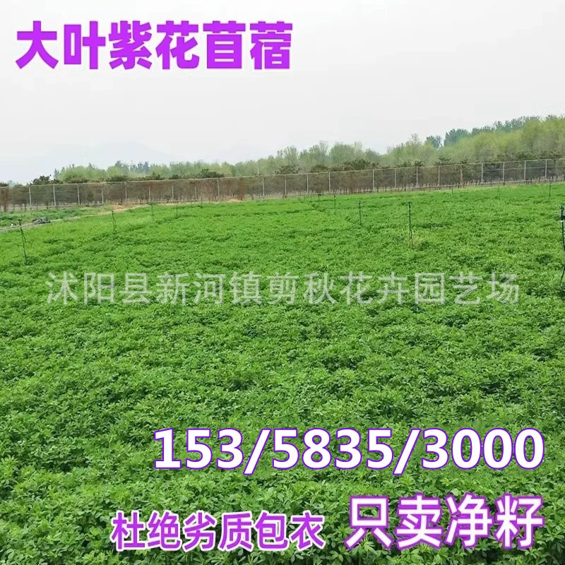 Семена Люцерны Высокая Урожайность Холодной Допуск Четыре Сезонных Многолетних Семена Люцерны Кормление Овец Крупного Рогатого Скота Курица Гусь Рыба Кормовые Семена