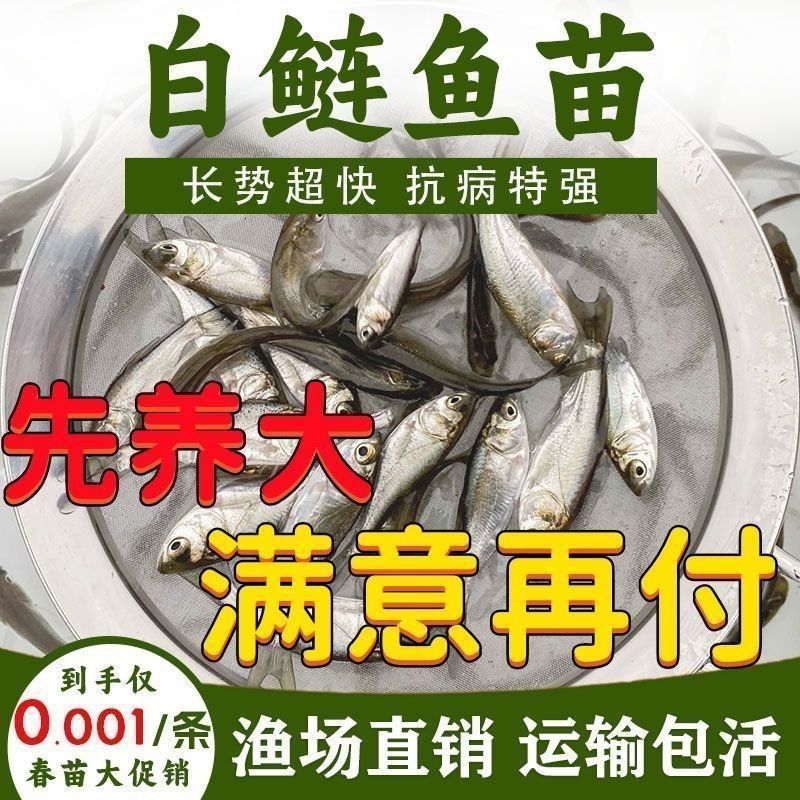 白鲢鱼苗特大号白鲢新鲜鲢半斤八两大头花鲢大鱼鱼苗鲤鱼鲜活养殖