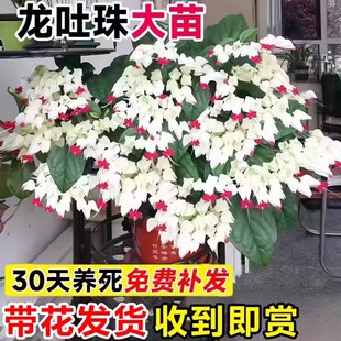 �����黨���Ԏ������Ϙ��r��ֲ���҃��ļ��_ ���ܾGֲ�Ϳ͏d�̨