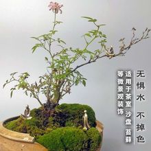 微景观铜摆件中式佛陀精铸造景茶道香道禅意苔藓假山盆景沙盘装饰