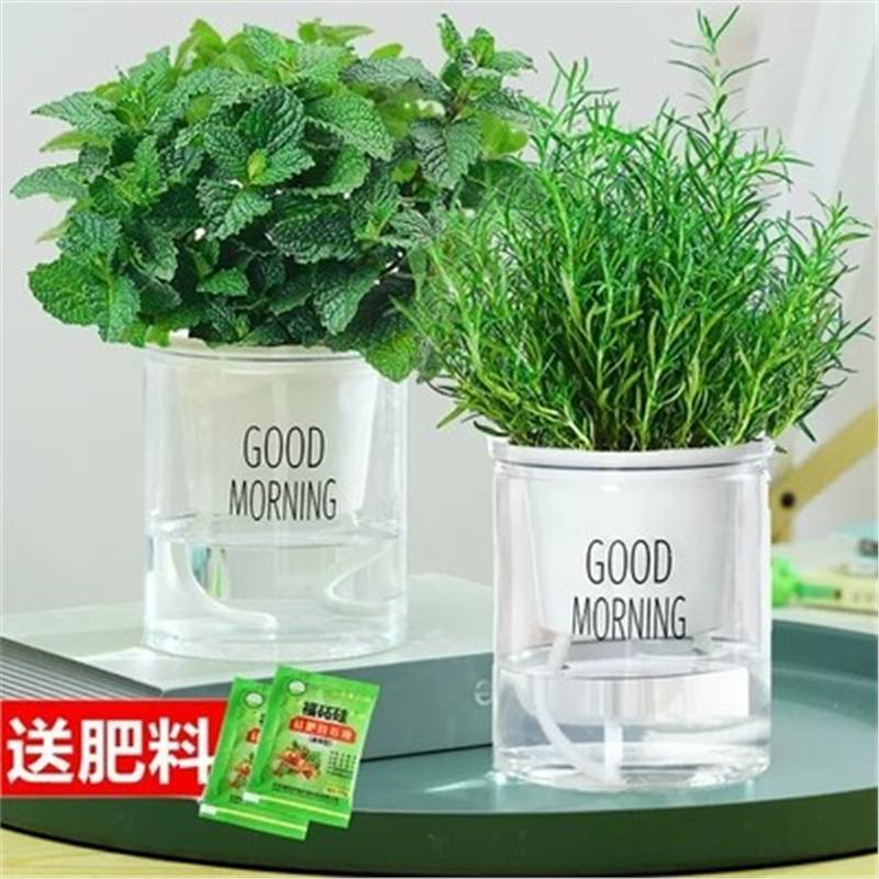 [중냄비 식용조합] 로즈마리 + 민트(굿모닝냄비) + 영양액