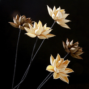 Dried Bauhinia Flower Ornaments Lotus Lotus Canopy Zen Chinese Style Vase Decoration Flower-arranging Home Living Room Decoration Small Bundle