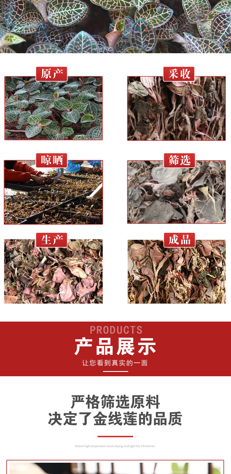 Jin Xian Lian Whole Herb (Anoectochilus roxburghii) — Dried Red-Halo Orchid for Tea & Soup specifications