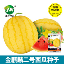 蔬菜种子公司批发黄皮红瓤礼品西瓜种子圆形瓜果甜脆薄皮黄西瓜籽