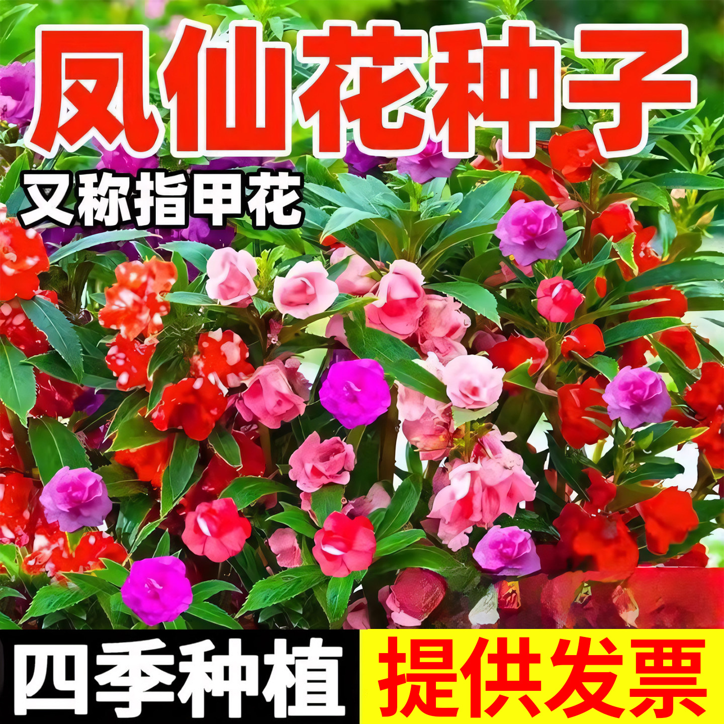 重瓣凤仙花籽花苗指甲花染指甲草种籽学生实验套装花种子易活四季