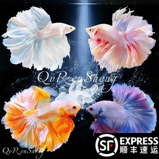 ̩�����~�鼆�~�^�p�~��ˮ�~�Ꭷ��ˮ�~���挙����w���˺��B�ͻ�