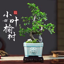 小叶榆树老桩榔榆提根造型盆景花卉绿植客厅办公室桌面植物新中式