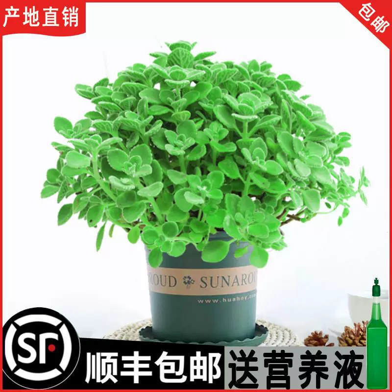 Ароматные горшечные растения, съедобные зеленые растения, средство от комаров, освежающий аромат, суккуленты и цветы, очищающие воздух с ноткой аромата.