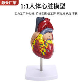 1:1人体 心脏解剖模型 B超彩超自然大心脏模型34标识心脏教学磨具