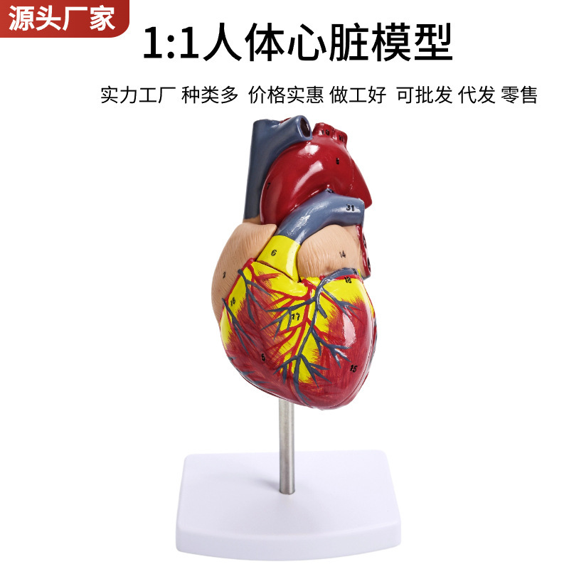 1:1 human heart anatomy model B ultrasound natural large heart model 34 logo heart teaching abrasive tool 1:1 human heart anatomy model B ultrasound natural large heart model 34 logo heart teaching abrasive tool