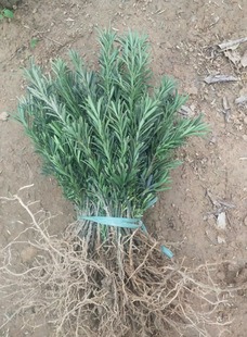 һ�����l�_�h�ɘ�����ȸ��ͥԺ�e���̨���Կ������҃���������