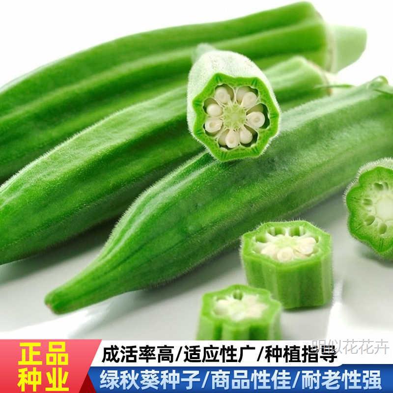 黄秋葵种子水果秋葵种籽春秋四季阳台蔬菜种孑苗克鲁斯