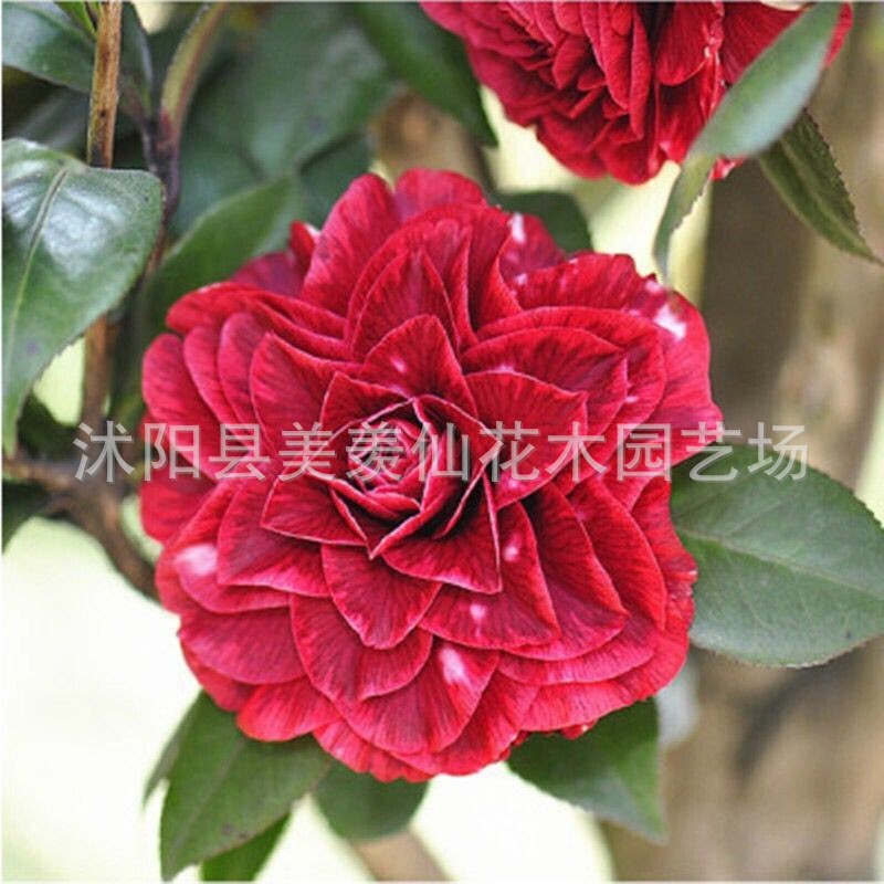 Las plantas en macetas de semillas de camelia se pueden sembrar en cuatro estaciones, 24 colores opcionales, 5 rosas Sai