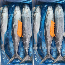 冷冻原条马鲛鱼单冻整条大鲅鱼商用食材750-1000克/条规格6kg一件