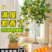 ˮʘԎʳ҃ȿ͏dGֲϱNֲļB