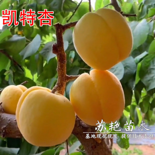 ���S�Ә���޽���P���������ش��Ә�������Ϸ��������Ԯ���Y��