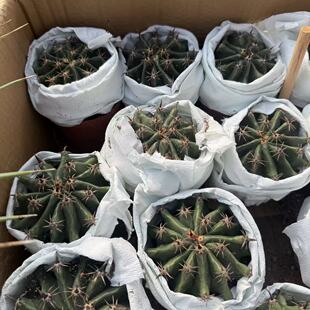 �̴̾�����Shackea tsarchive�����Gֲ�҃��ļ�������