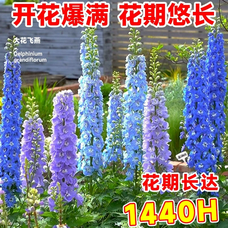 Семена цветов Дельфиниум, двуцветковые саженцы травяных цветов, семена в горшках, четырехсезонное посадка, садовые цветы, декоративные цветы во дворе