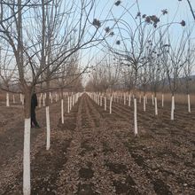 Ҙ ɽҘ ԾҘ ɽҘƷ|  ɽҘ