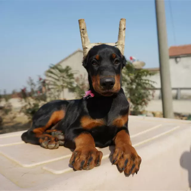 出售杜宾犬狗活体短毛宠物犬德系杜宾护卫犬活物幼崽护卫犬优选