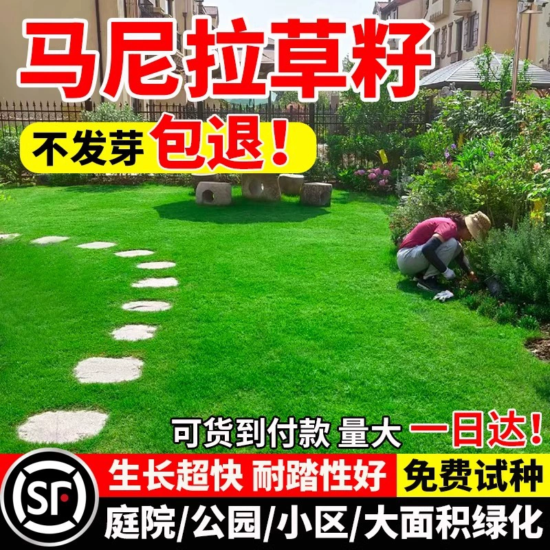 Семена травы Манила, газон Four Seasons Green, дворовый парк, без обрезки, инженерное зеленение, защита склонов, холодостойкие и засухостойкие семена газонной травы