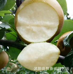 ����t�������޽Ӽt����tƤ����ͺ�������ϱ����Nֲ����Y��