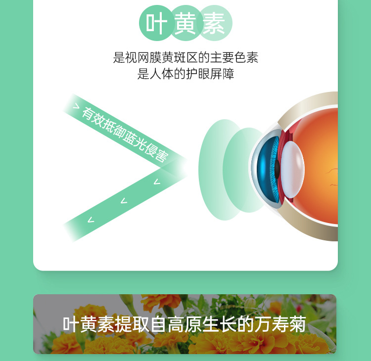 蓝莓叶黄素酯内页_06