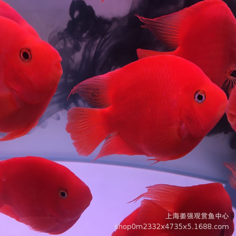 Tropical Ornamental Fish Red Parrot Fish Live Fish Fortune Fish Live Silverfish Freshwater Fortune Fish Yuanbao Red God of Wealth