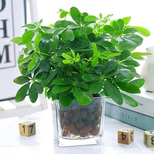 Seven-Leaf Lotus Hydroponic Potted Money Tree Plant Indoor Flower Water-Raised Green Plant Eight Directions to Bring Wealth Duck Foot Wood Money Tree